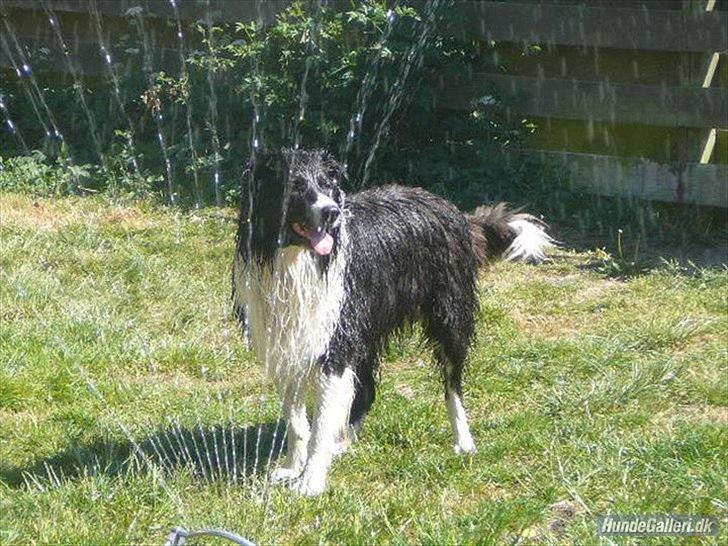 Border collie Rocky  billede 13