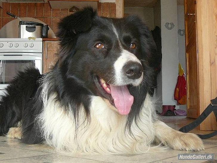 Border collie Rocky  billede 14