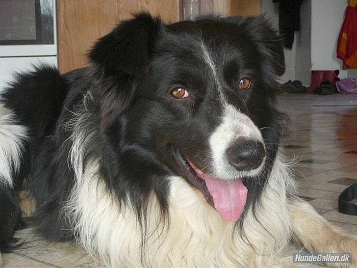 Border collie Rocky  - Hans smukke kloge hoved med de varme øjne billede 1