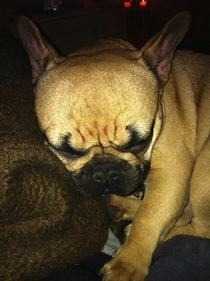 Fransk bulldog Bailey billede 8