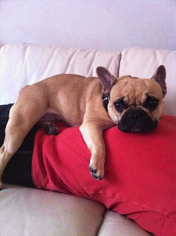 Fransk bulldog Bailey billede 9