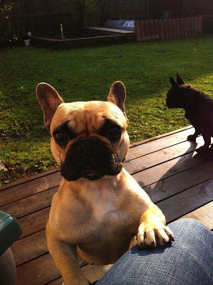 Fransk bulldog Bailey billede 10