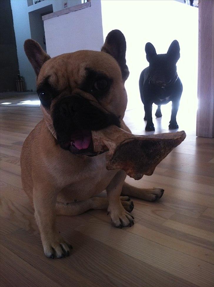 Fransk bulldog Bailey billede 11