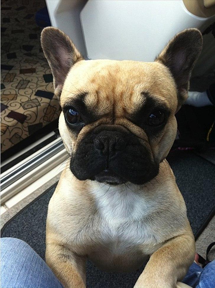 Fransk bulldog Bailey billede 12