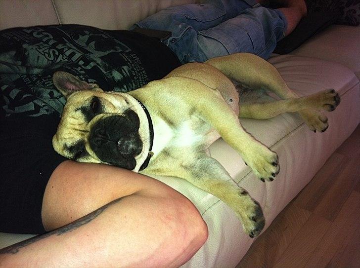 Fransk bulldog Bailey billede 13