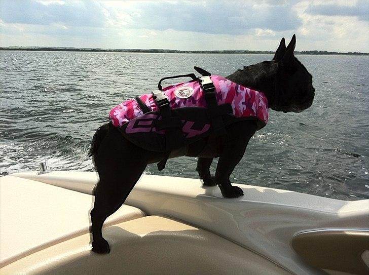 Fransk bulldog Kahlua billede 8