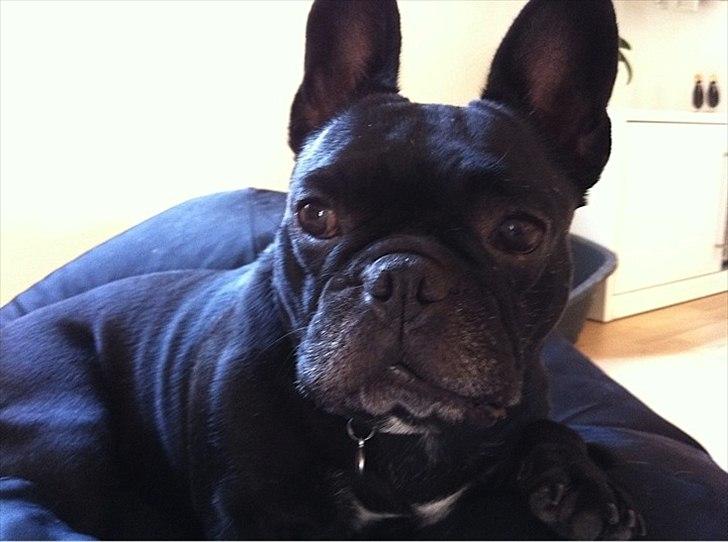 Fransk bulldog Kahlua billede 9