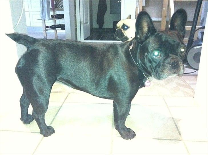 Fransk bulldog Kahlua billede 10