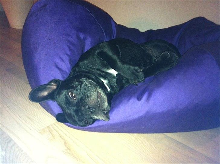 Fransk bulldog Kahlua billede 11