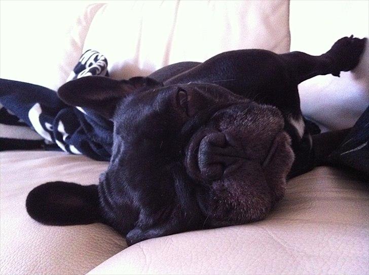 Fransk bulldog Kahlua billede 12