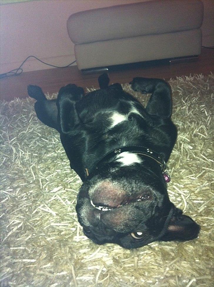 Fransk bulldog Kahlua billede 13