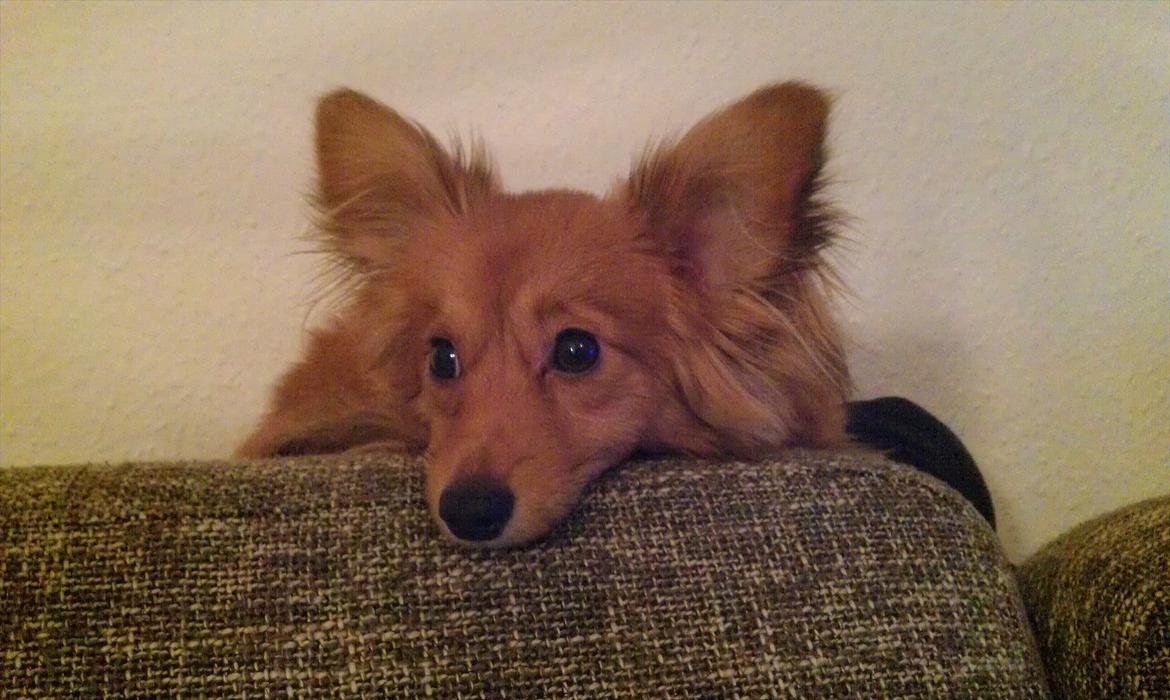 Blanding af racer Balou - 04.01.12 billede 8