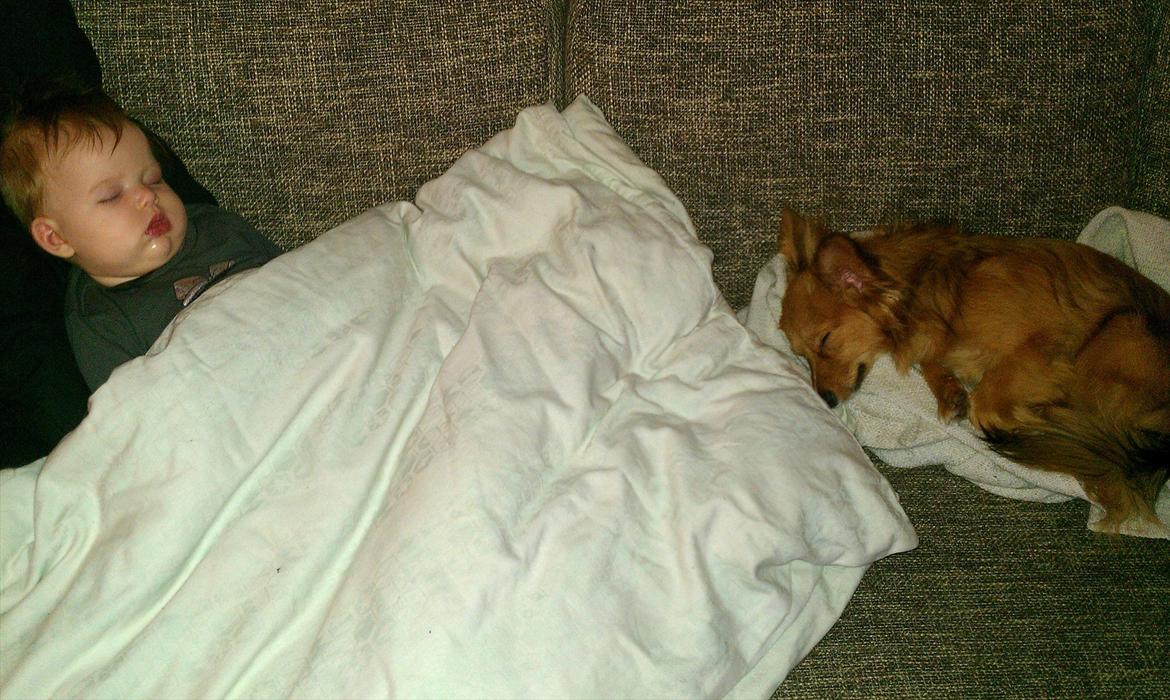 Blanding af racer Balou - 05.01.12 - Balou og Sheila tager en lur. billede 9