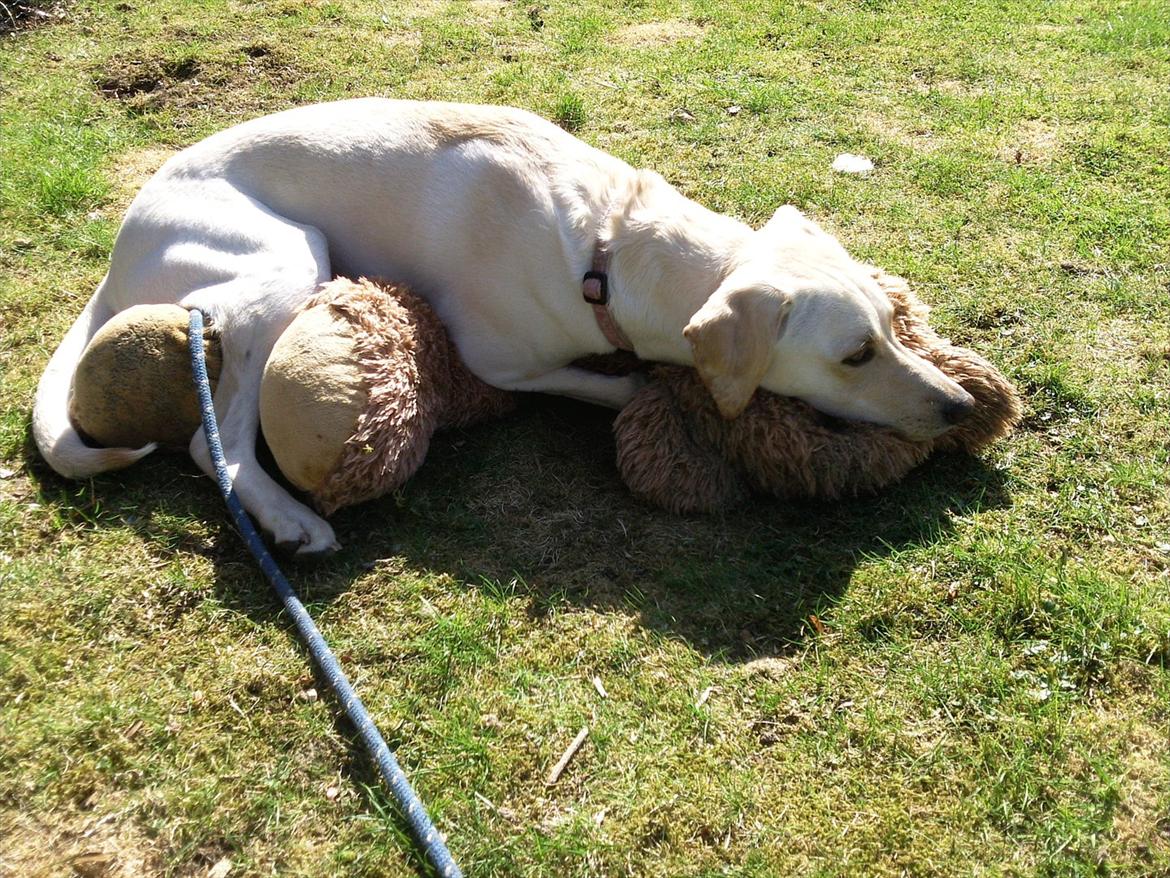 Blanding af racer Freja - Passer på sin bamse. billede 2