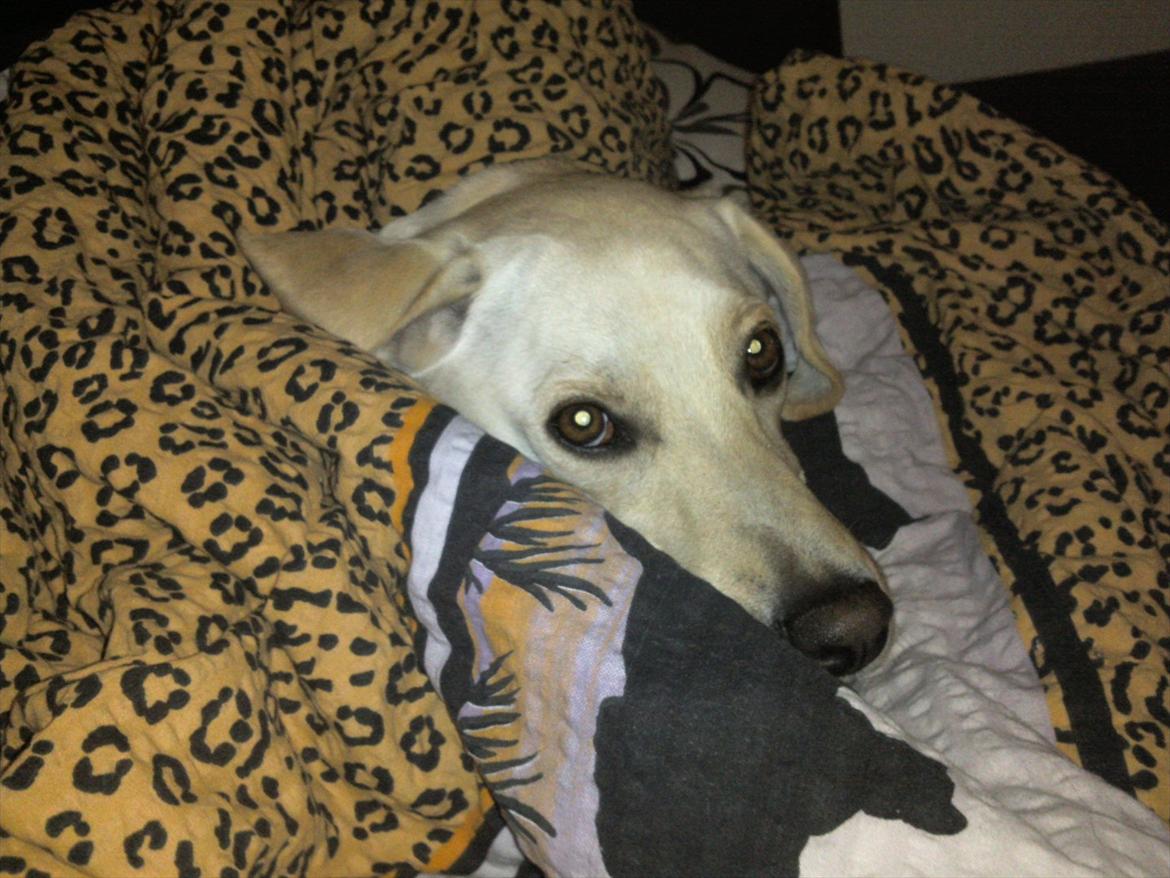 Blanding af racer Freja - Hun elsker dyner. billede 3