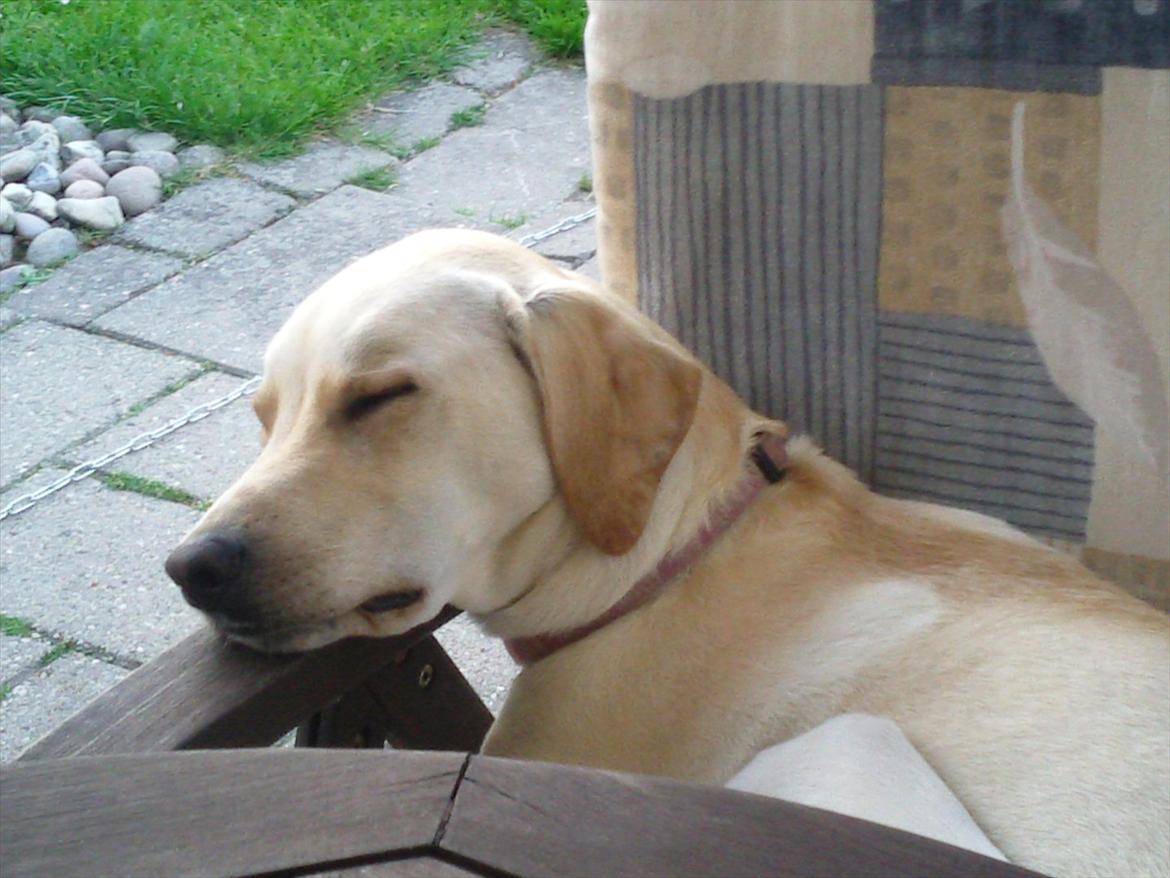 Blanding af racer Freja - Hun blev lige træt. billede 4