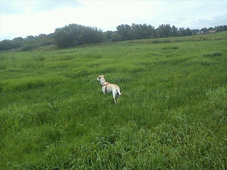 Blanding af racer Freja - Ude på en tur med mig :)  billede 5