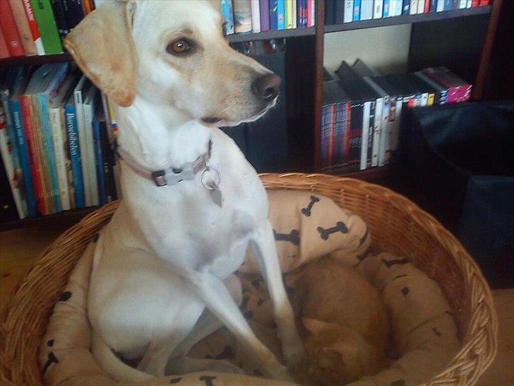 Blanding af racer Freja - Deler kurv med min kat Tarzan. billede 6