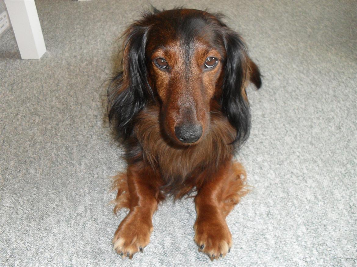 Dværggravhund Baloo billede 1