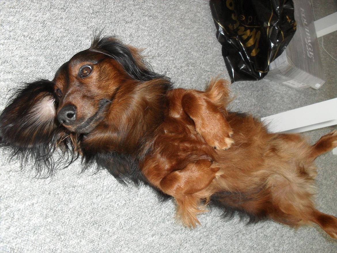 Dværggravhund Baloo billede 2