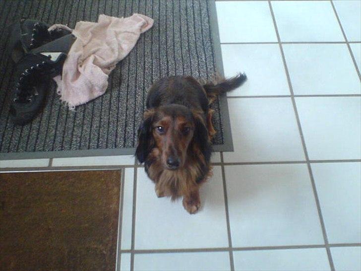 Dværggravhund Baloo billede 3