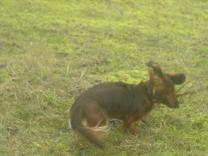 Dværggravhund Baloo - som sagt han elsker at være udenfor ;-D billede 4