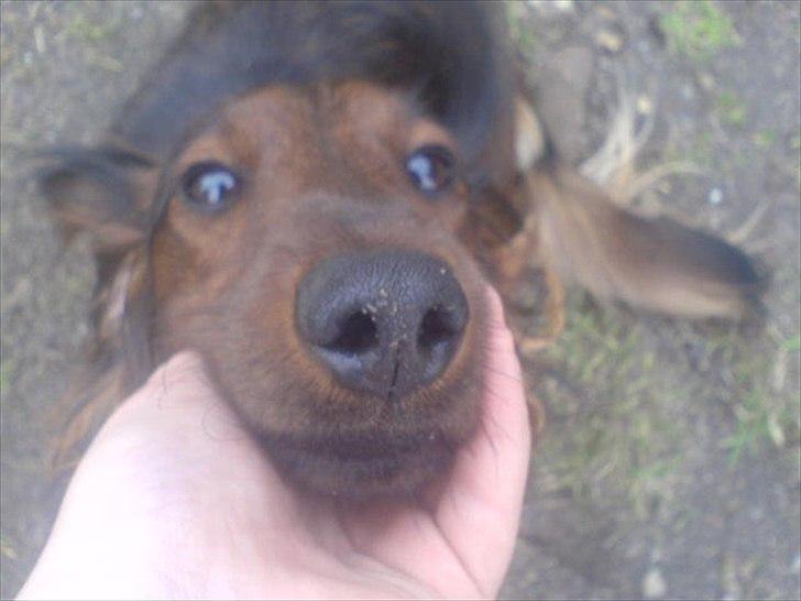 Dværggravhund Baloo billede 5