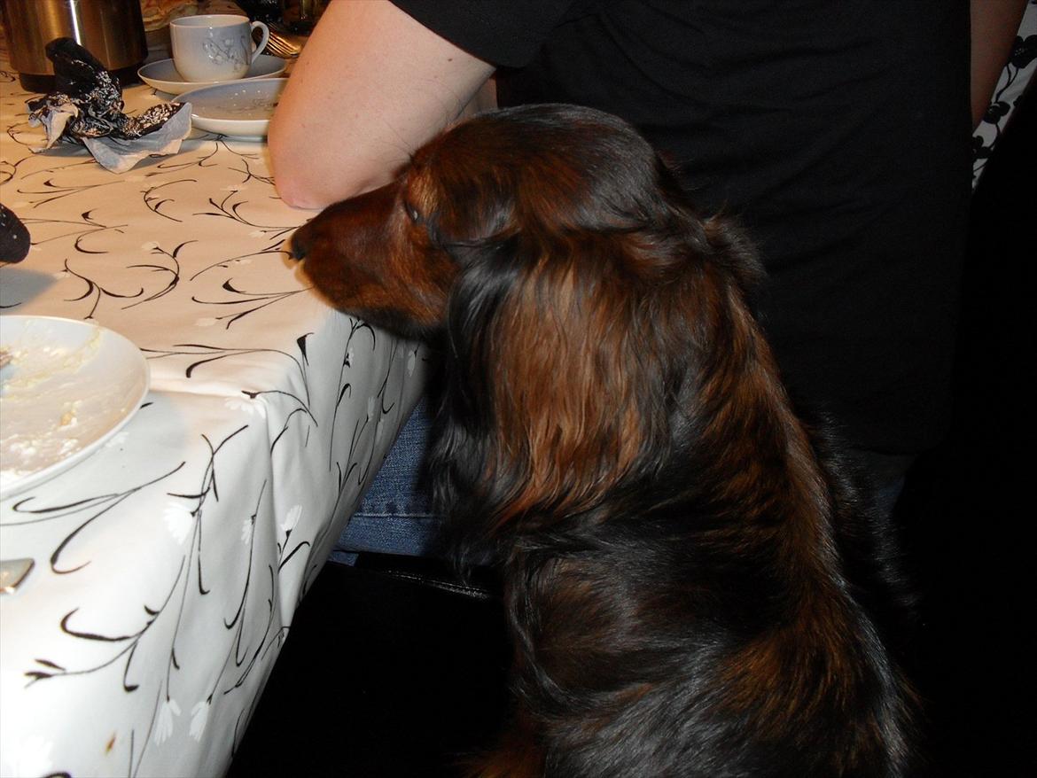 Dværggravhund Baloo - Baloo der hvor han helst vil være ;-D billede 7