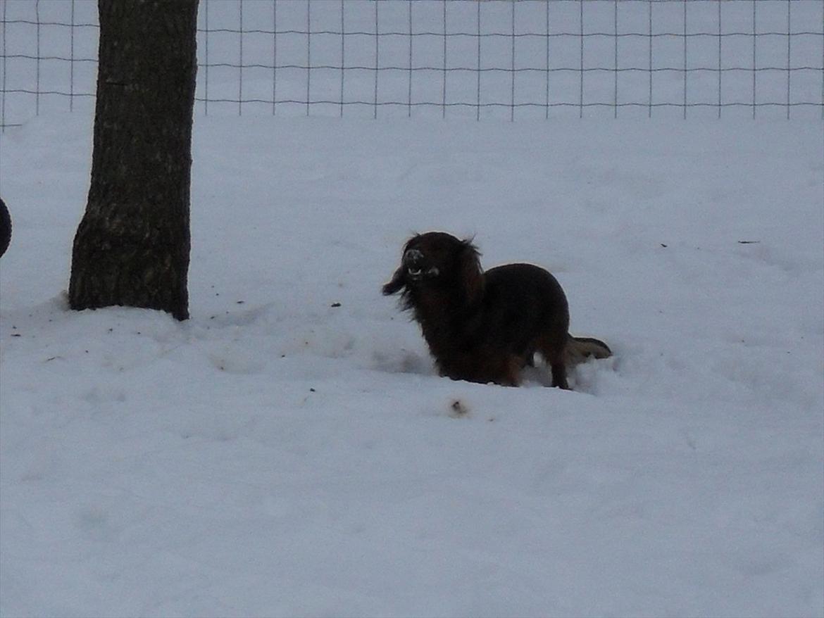 Dværggravhund Baloo billede 8