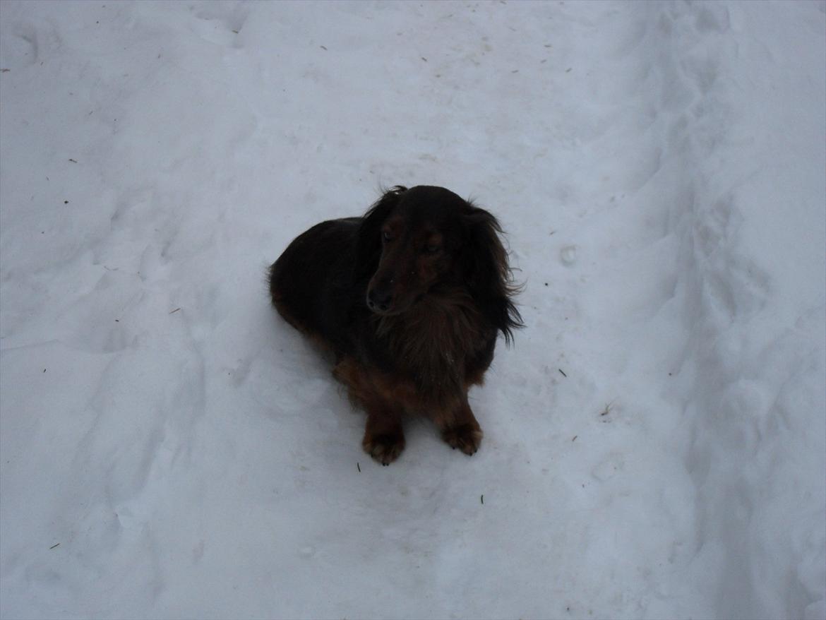 Dværggravhund Baloo billede 9