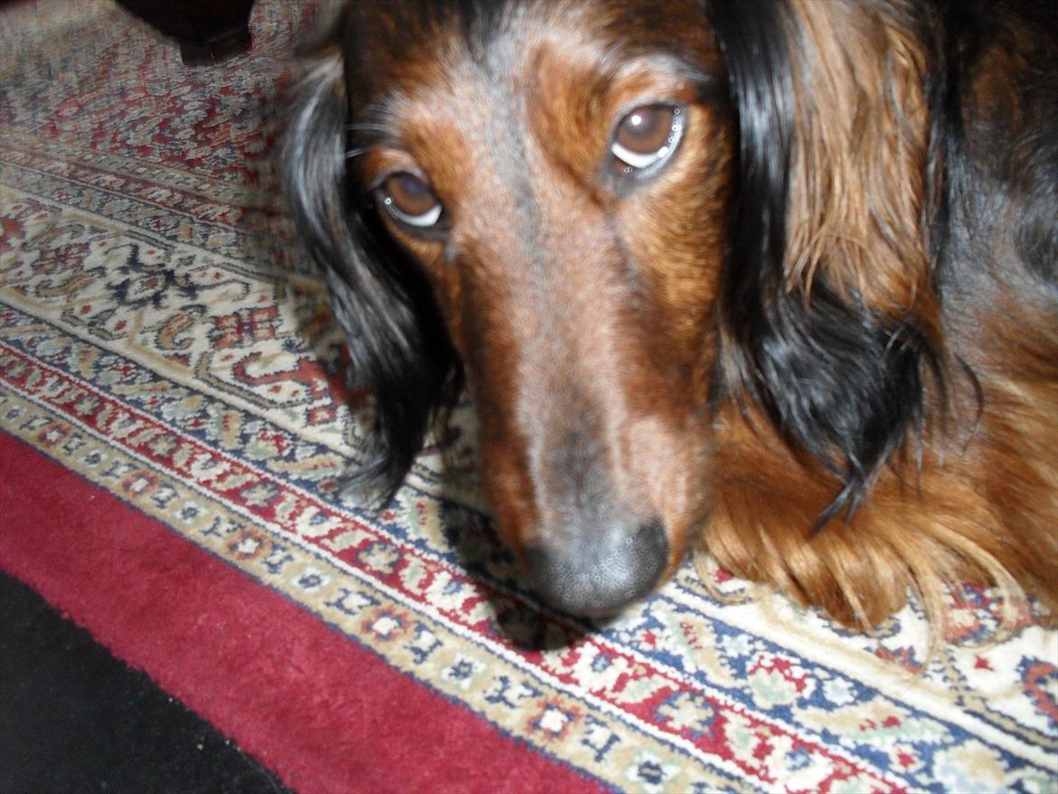 Dværggravhund Baloo billede 10