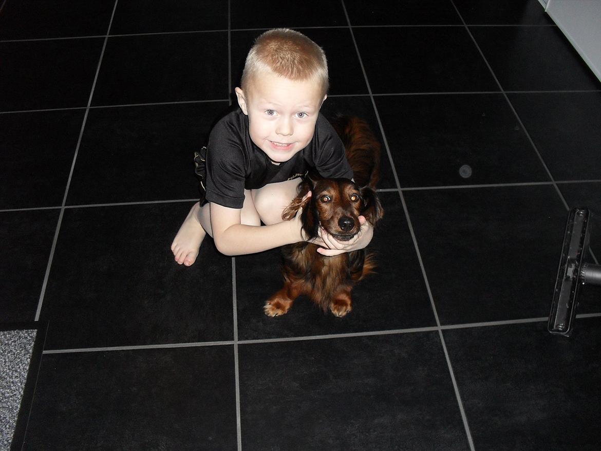 Dværggravhund Baloo - Baloo sammen med min lillebror ;-D billede 12