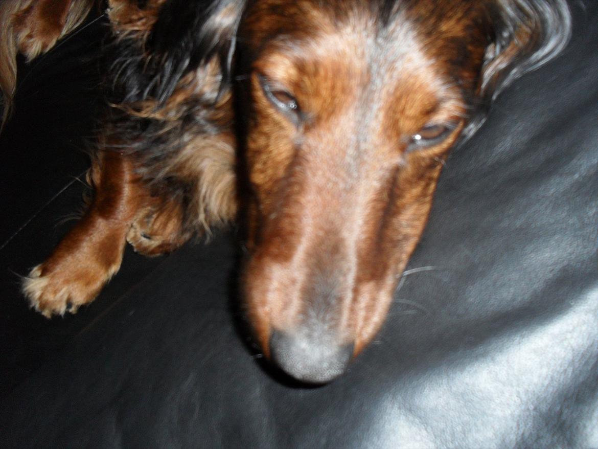 Dværggravhund Baloo billede 13