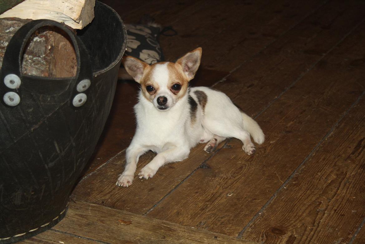 Chihuahua Pelé billede 17