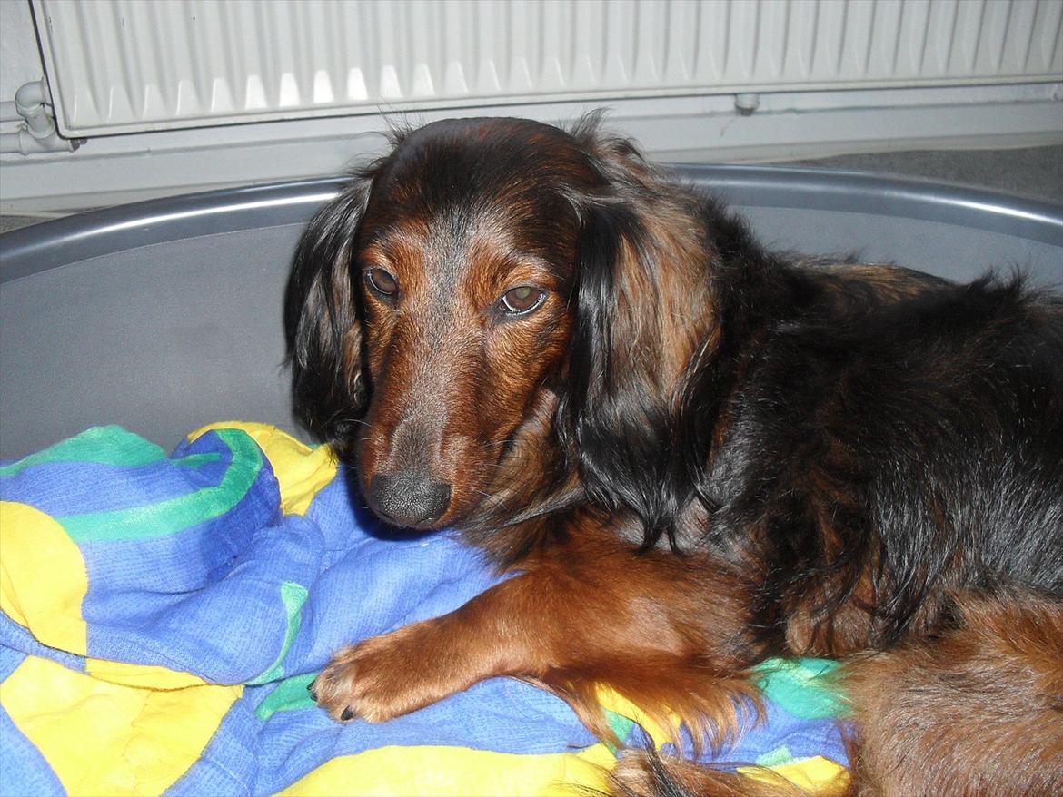 Dværggravhund Baloo billede 14