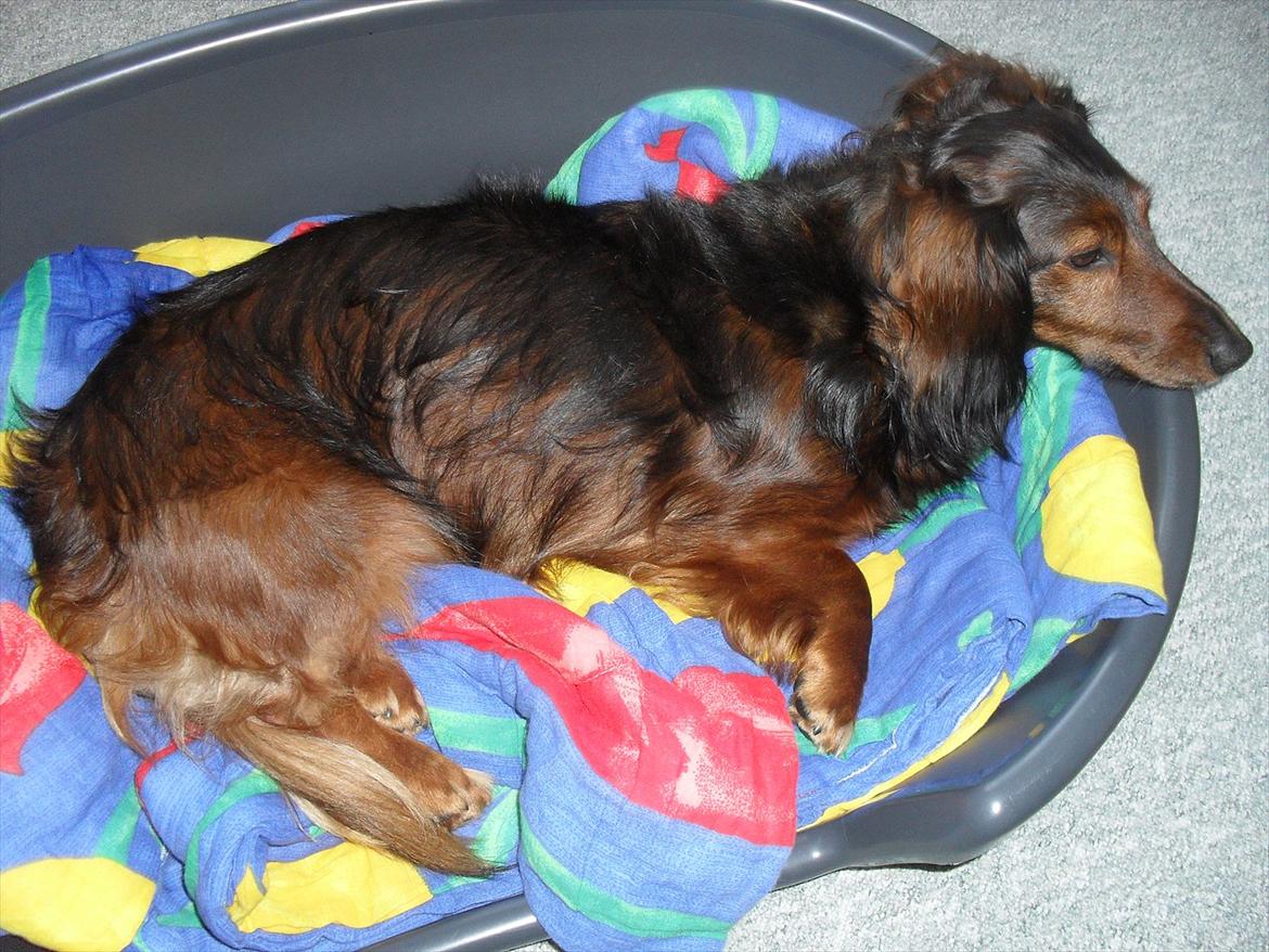 Dværggravhund Baloo billede 15