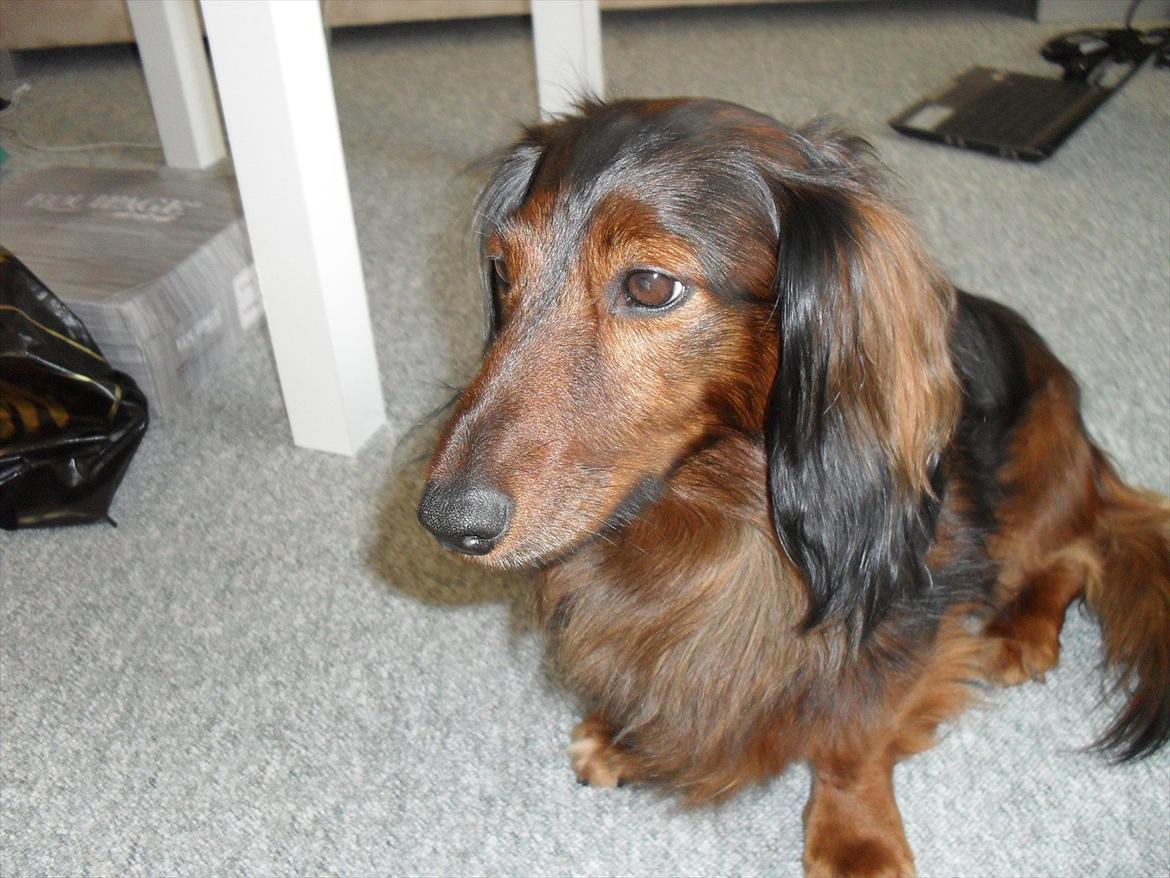 Dværggravhund Baloo billede 16