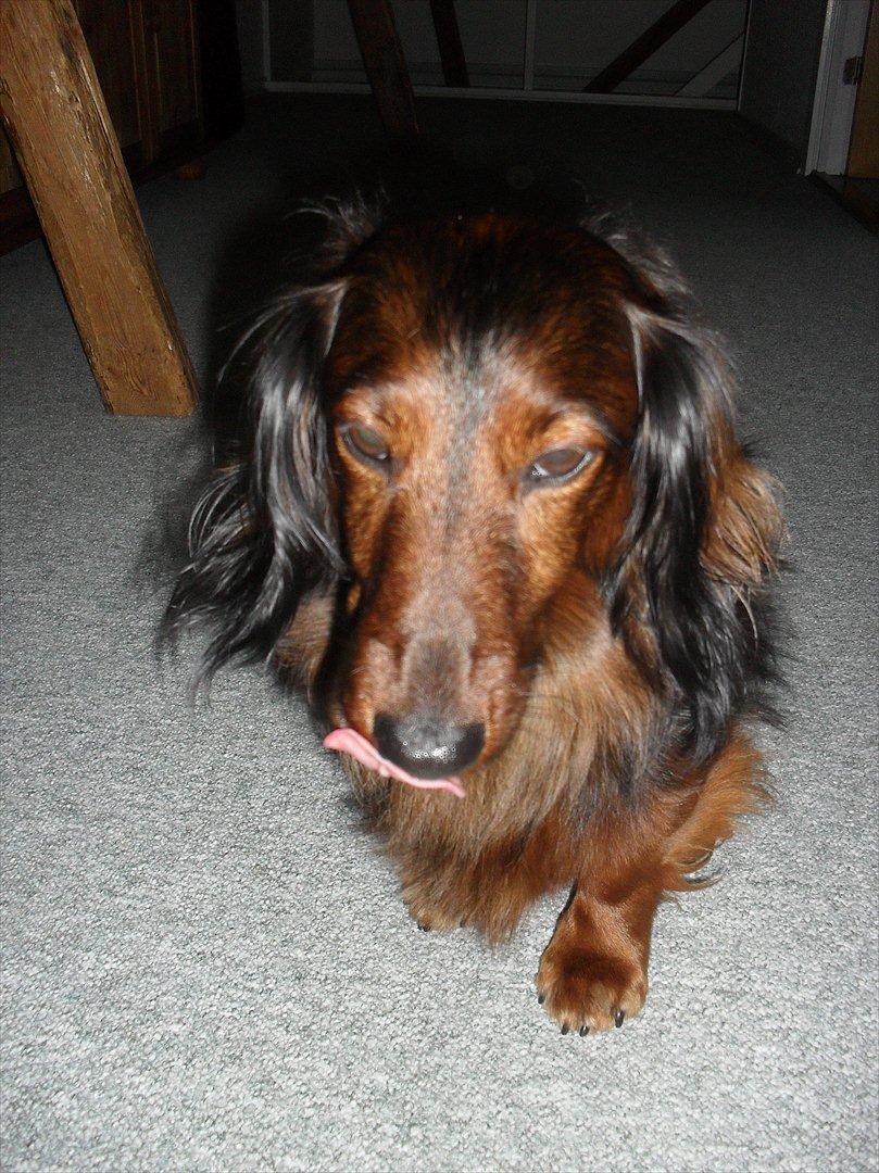 Dværggravhund Baloo billede 17