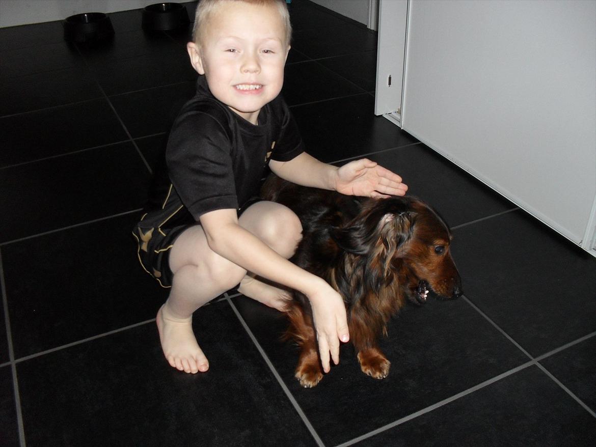 Dværggravhund Baloo billede 19