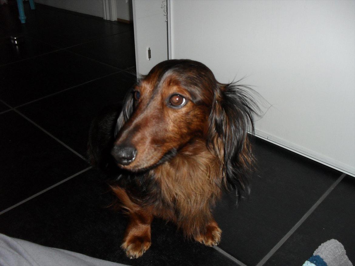 Dværggravhund Baloo billede 20