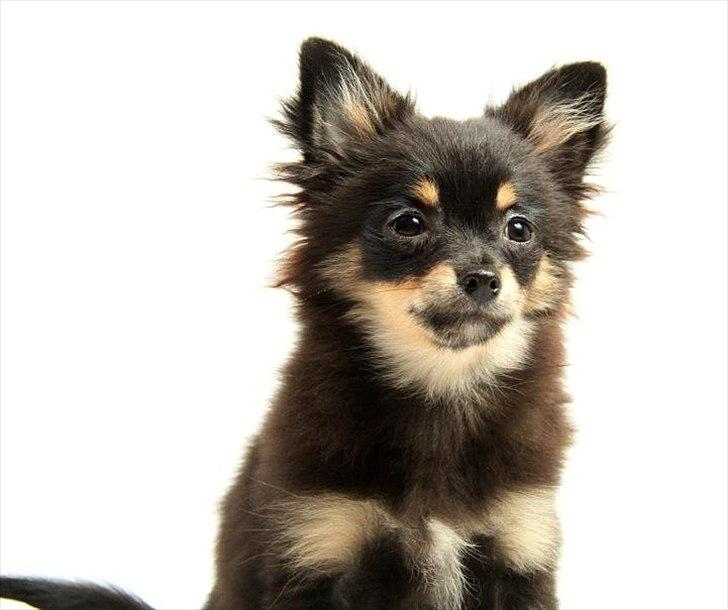 Blanding af racer Emma billede 1