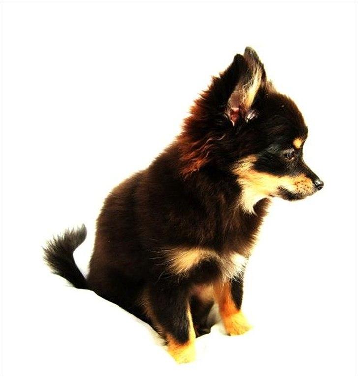 Blanding af racer Emma billede 3