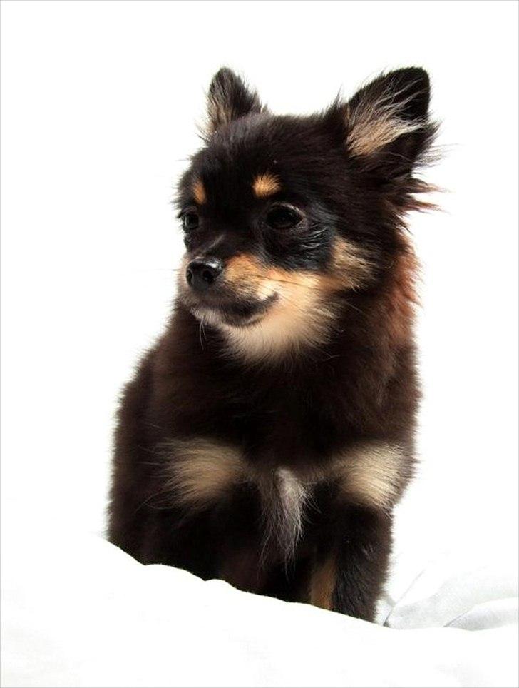 Blanding af racer Emma billede 5