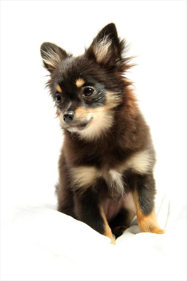 Blanding af racer Emma billede 6