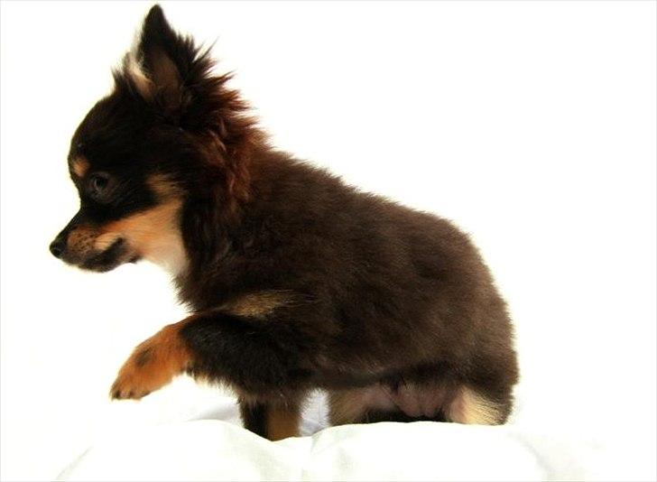 Blanding af racer Emma billede 4