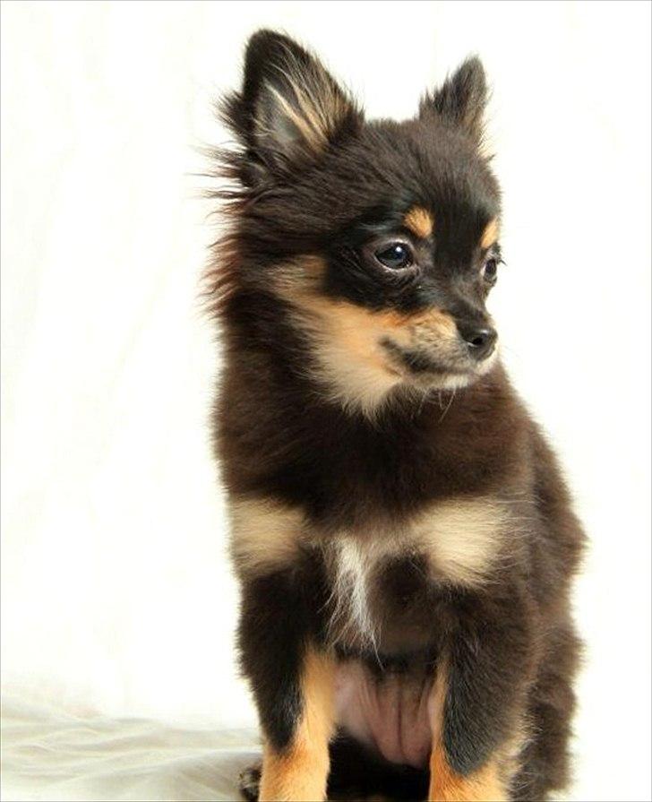 Blanding af racer Emma billede 8