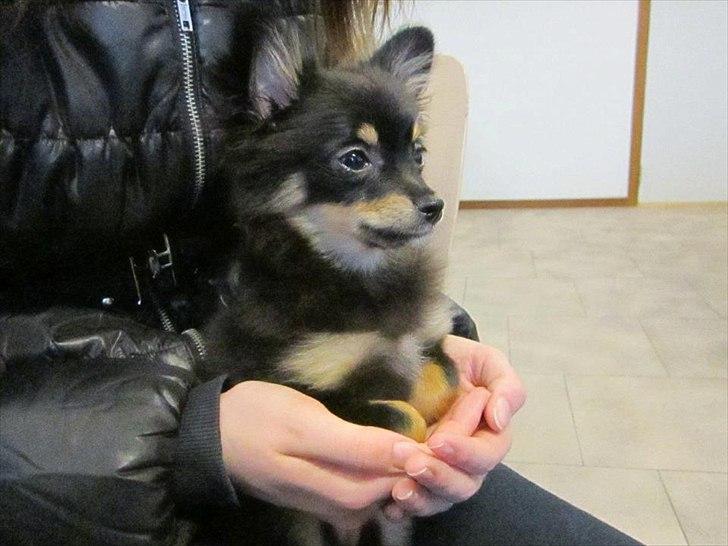 Blanding af racer Emma billede 9