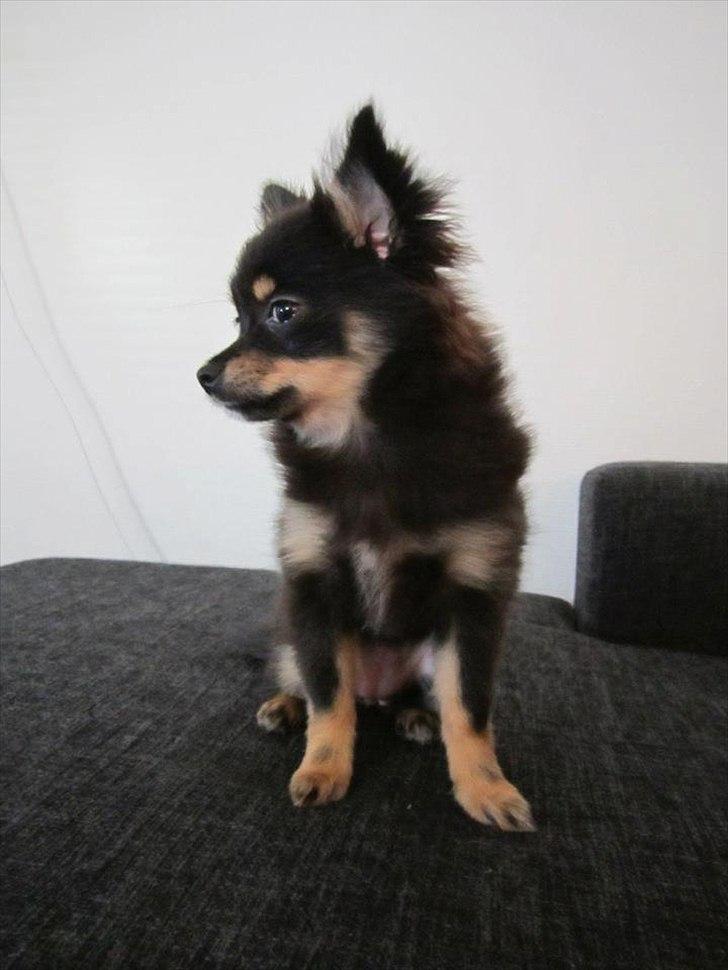 Blanding af racer Emma billede 10