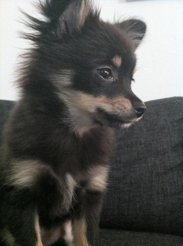 Blanding af racer Emma billede 11