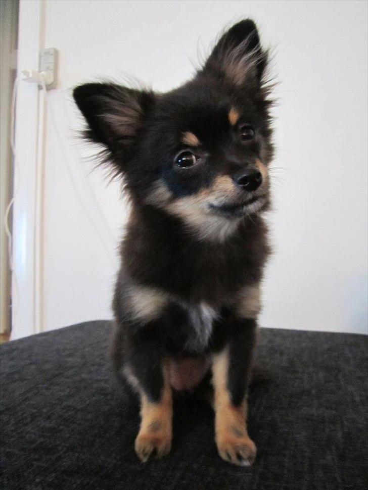 Blanding af racer Emma billede 12